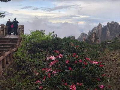 Azaleas in Huangshan Mountain 