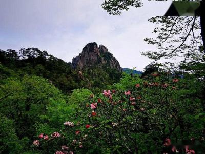 Azalea in Mount Huangshan