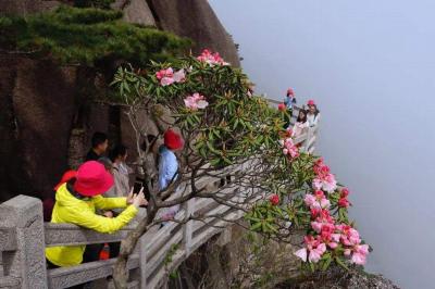 Azalea in Mount Huangshan