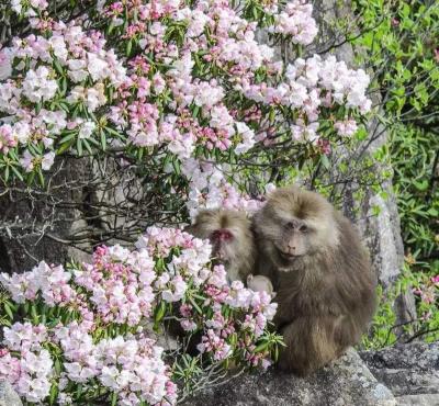 Azalea in Mount Huangshan