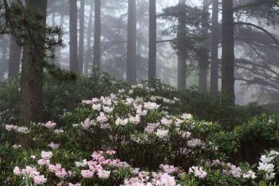 Azalea Flowers in Mount Huangshan