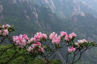 Azalea in Mount Huangshan