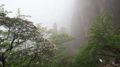 Azaleas in Yellow Mountain 