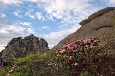 Azalea in Mount Huangshan