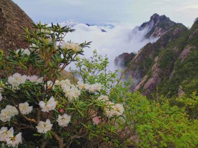 Azaleas in Mount Huangshan