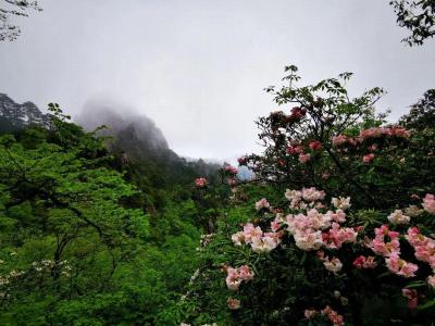 Azaleas in Huangshan