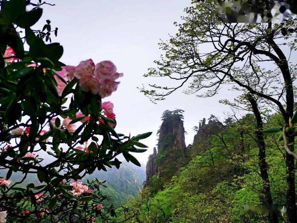 Azalea in Mount Huangshan