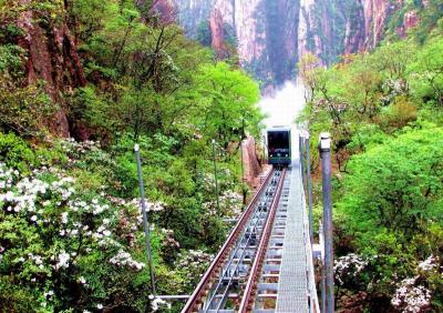 Azalea in Mount Huangshan