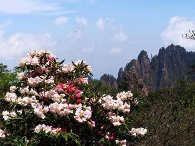 Azalea Blossoms in Mount Huangshan