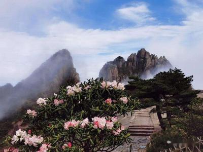 Azalea in Mount Huangshan