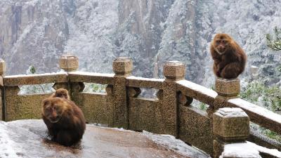 Mount Huangshan in Snow