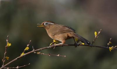 Chinese Hwamei (Garrulax Canorus) in Mt. Huangshan 