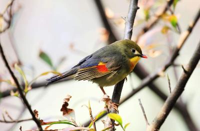 Red-billed Leiothrix in Mt. Huangshan 