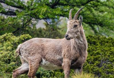 Wild Goat in Huangshan 