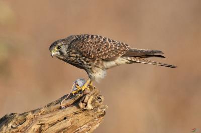 Eurasian Kestrel in Mt. Huangshan 