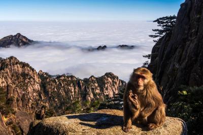 Mount Huangshan Macaque