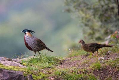 Huangshan Koklass Pheasant