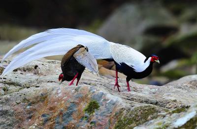 Animals and Birds in Mt. Huangshan 