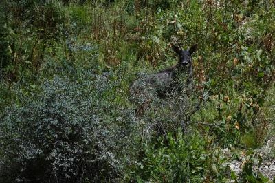 Sumatran Serow in Mt. Huangshan 