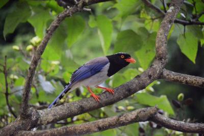 Huangshan Mountain Red-billed Blue Magpie