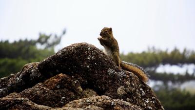 Huangshan Mountain Red Squirrels