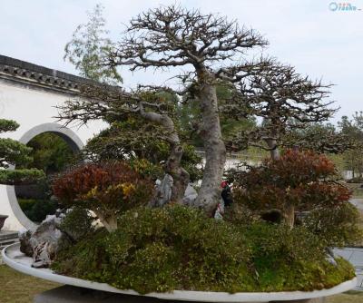 Bao Family Garden
