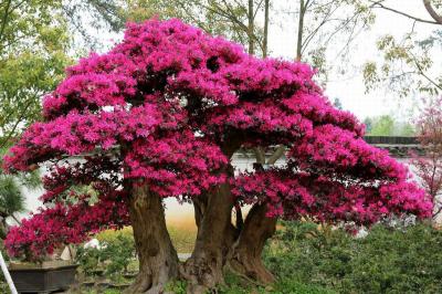 Bao Family Garden