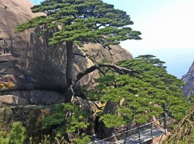 Greeting Guests Pine