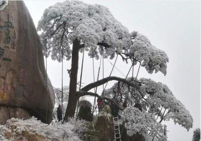 Guest-Greeting Pine in Snow