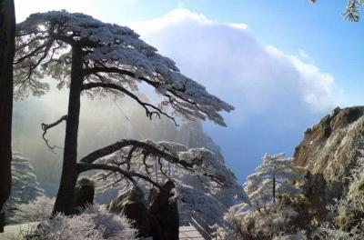 Greeting Pine in Snow Huangshan