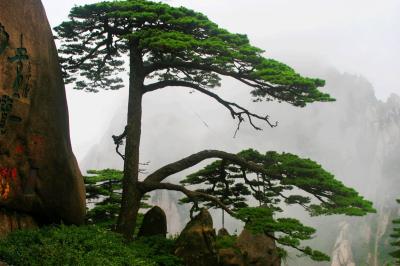 Guest-Greeting Pine