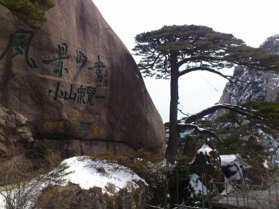 Guest-Greeting Pine
