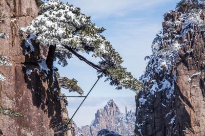 Greeting Pine Huangshan 