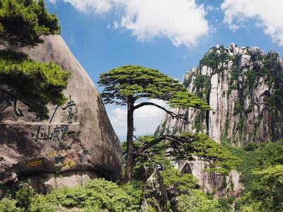 Welcome Pine Yellow Mountain
