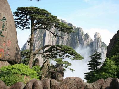 Welcome Pine